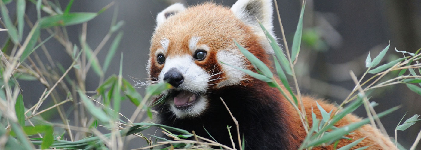 Best of Darjeeling Tour