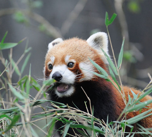 Best of Darjeeling Tour