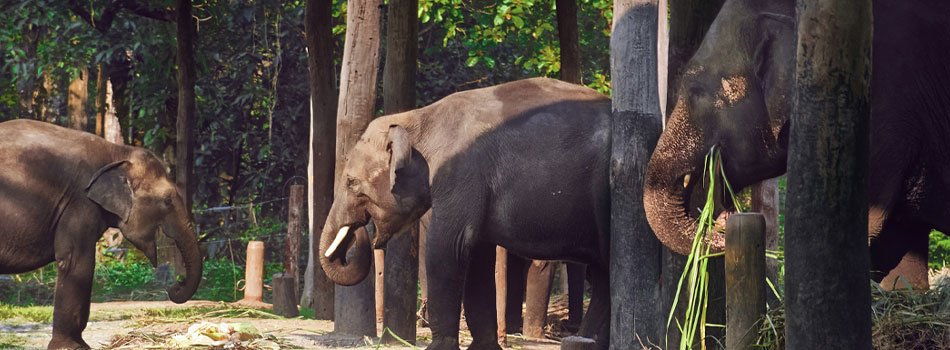 Gorumara National Park